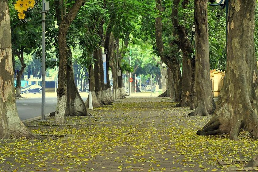 Hoa 3* Hà Nội